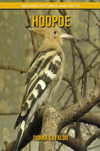 Hoopoe