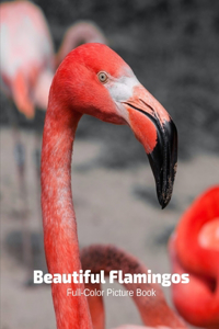 Beautiful Flamingos Full-Color Picture Book