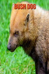 Bush Dog