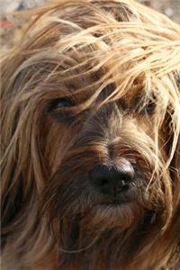 The Tibetan Terrier Dog Journal