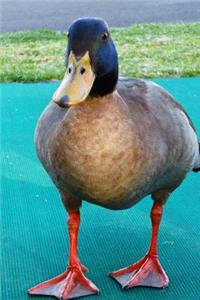 Mallard Duck Animal Journal