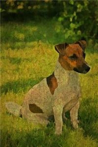 Russell Terrier