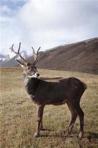 Cool Caribou in the Wild Animal Journal
