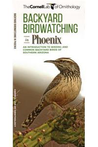 Backyard Birdwatching in Phoenix