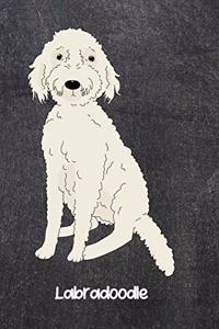 Labradoodle