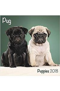 Pug Puppies 2018 M (Mini Square)