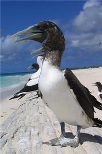 Masked Booby by the Shore Journal