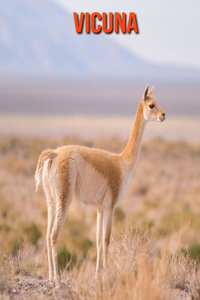 Vicuna