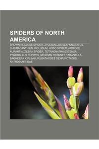 Spiders of North America: Brown Recluse Spider, Zygoballus Sexpunctatus, Cheiracanthium Inclusum, Hobo Spider, Argiope Aurantia, Zebra Spider