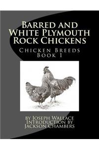 Barred and White Plymouth Rock Chickens