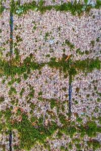 Moss Growth Roof Shingles Journal