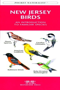 Caribbean Birds