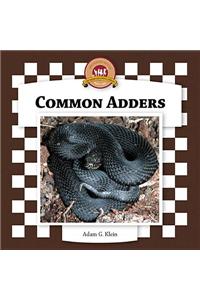 Common Adders