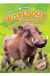 Warthogs and Banded Mongooses