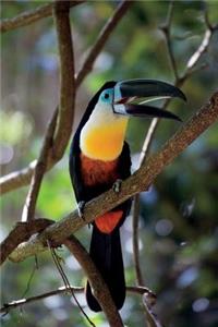 Toucan Journal