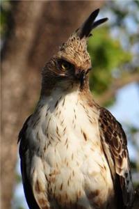 Changeable Hawk-Eagle (Nisaetus Cirrhatus) Journal
