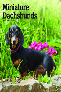 Dachshunds, Miniature 2023 Square