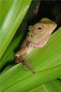 A Gecko in the Leaves on the Maldives Journal