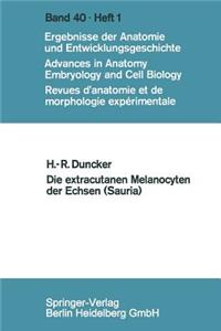 Extracutanen Melanocyten Der Echsen (Sauria)