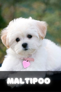 Maltipoo