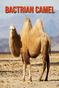 Bactrian Camel