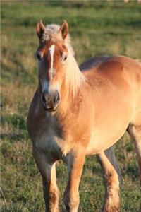 The Percheron Horse Journal