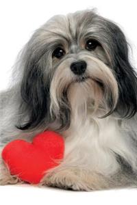 Havanese January Notebook & Journal. Productivity Work Planner & Idea Notepad
