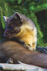 The Pine Marten Journal