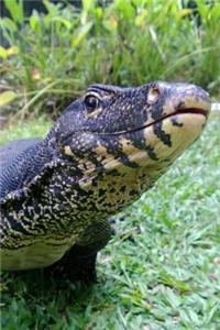 The Monitor Lizard Journal