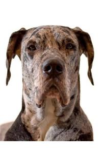 Great Dane