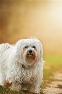 Darling White Havanese Puppy Dog in the Park Journal