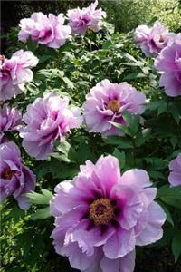 A Lush and Lovely Pink Peony Flower Bush Journal