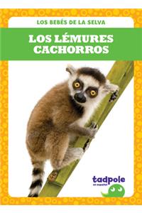 Los Lémures Cachorros (Lemur Pups)