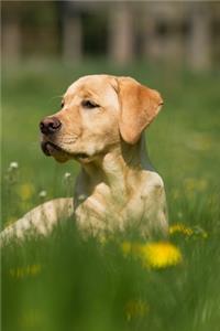 Labrador Retriever Dog Pup Puppy Doggie Notebook Bullet Journal Diary Composition Book Notepad - Bored on Lawn