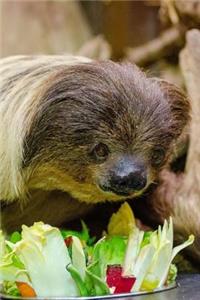 My Favorite Animal, Sloth Journal