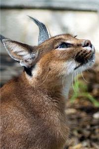 Caracal Desert Lynx Wild Cat Journal