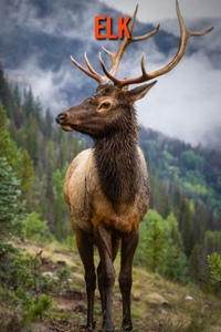 Elk