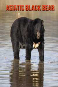 Asiatic Black Bear