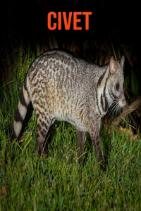 Civet