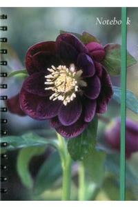 Notebook (Hellebore)