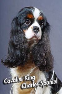 Cavalier King Charles Spaniel