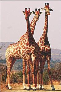 Giraffes in South Africa