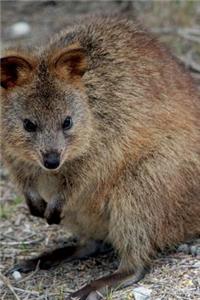 Quokka Journal