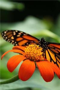 Butterfly Flower