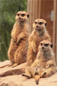 Meerkat Trio Journal