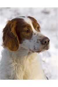 Irish Red and White Setter