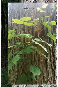 Poison Ivy