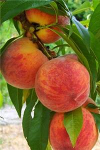 Sweet Ripe Peaches on a Tree Summer Journal