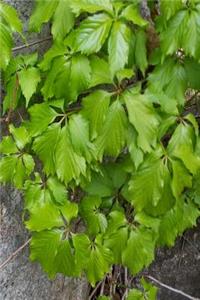 Journal Springtime Vine Leaves