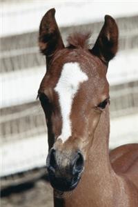 2020 Daily Planner Horse Photo Equine Foal Stripe 388 Pages